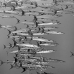 barracuda_blackfin_jg_v_0705_png0785_bw.jpg